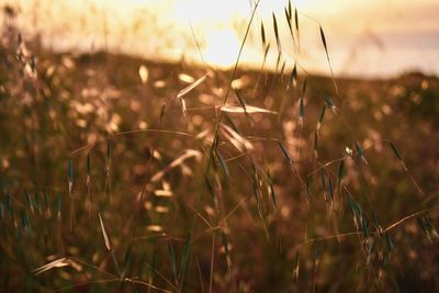 Close-up of crops on field against sky