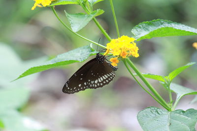 Butterfly perching on flower