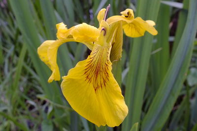 Close-up of yellow flower