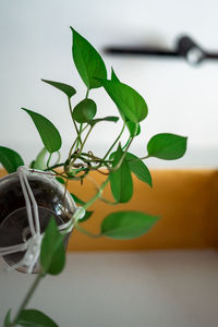 Close-up of potted plant on table