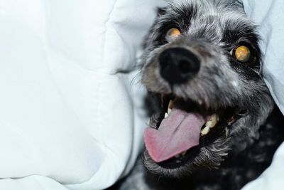 Close-up portrait of dog