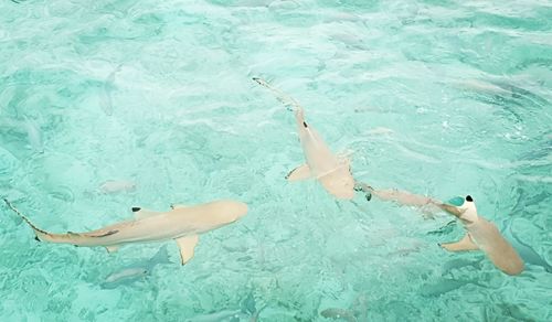 High angle view of fish swimming in sea