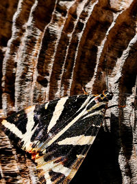 Full frame shot of an animal