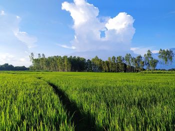 Scenic view of agricultural field against sky