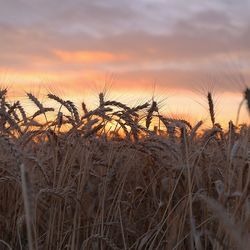 Scenic view of landscape at sunset