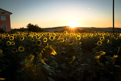 Yellow flowers blooming on field against sky during sunset