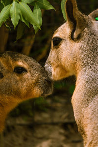 Close-up of deer in zoo