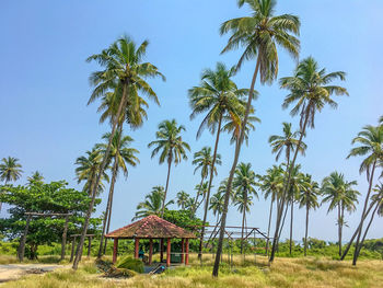 Palm trees on field against clear sky