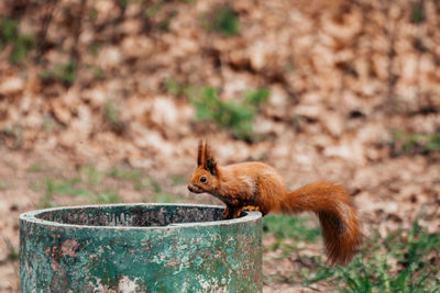 Close-up of squirrel on rock