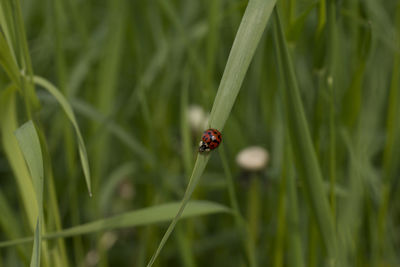 Close-up of insect on grass