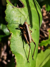 Close-up of insect on leaf