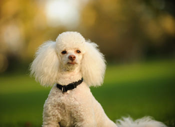 Close-up portrait of poodle