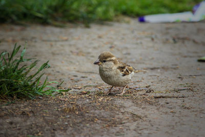 Close-up of bird perching on a field