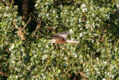 Close-up of butterfly on plant