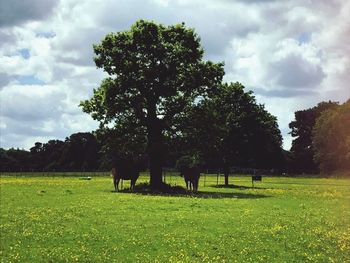 Trees on field against sky