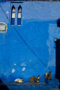 Cats sitting against blue wall