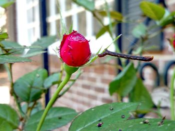 Close-up of red flowers