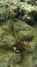 Close-up of coral underwater