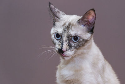 Close-up portrait of cat against gray background