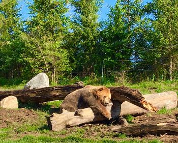 Lion on tree