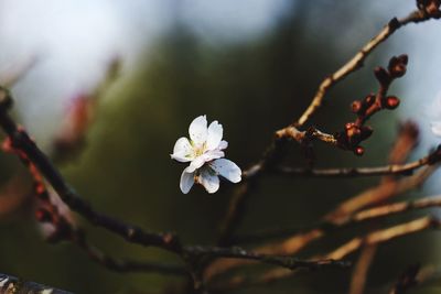 Close-up of apple blossoms in spring