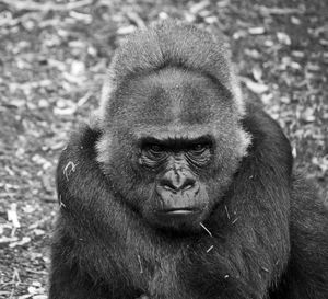 Portrait of senior man