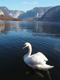 Swan swimming in lake