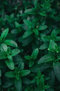 Close-up of green leaves