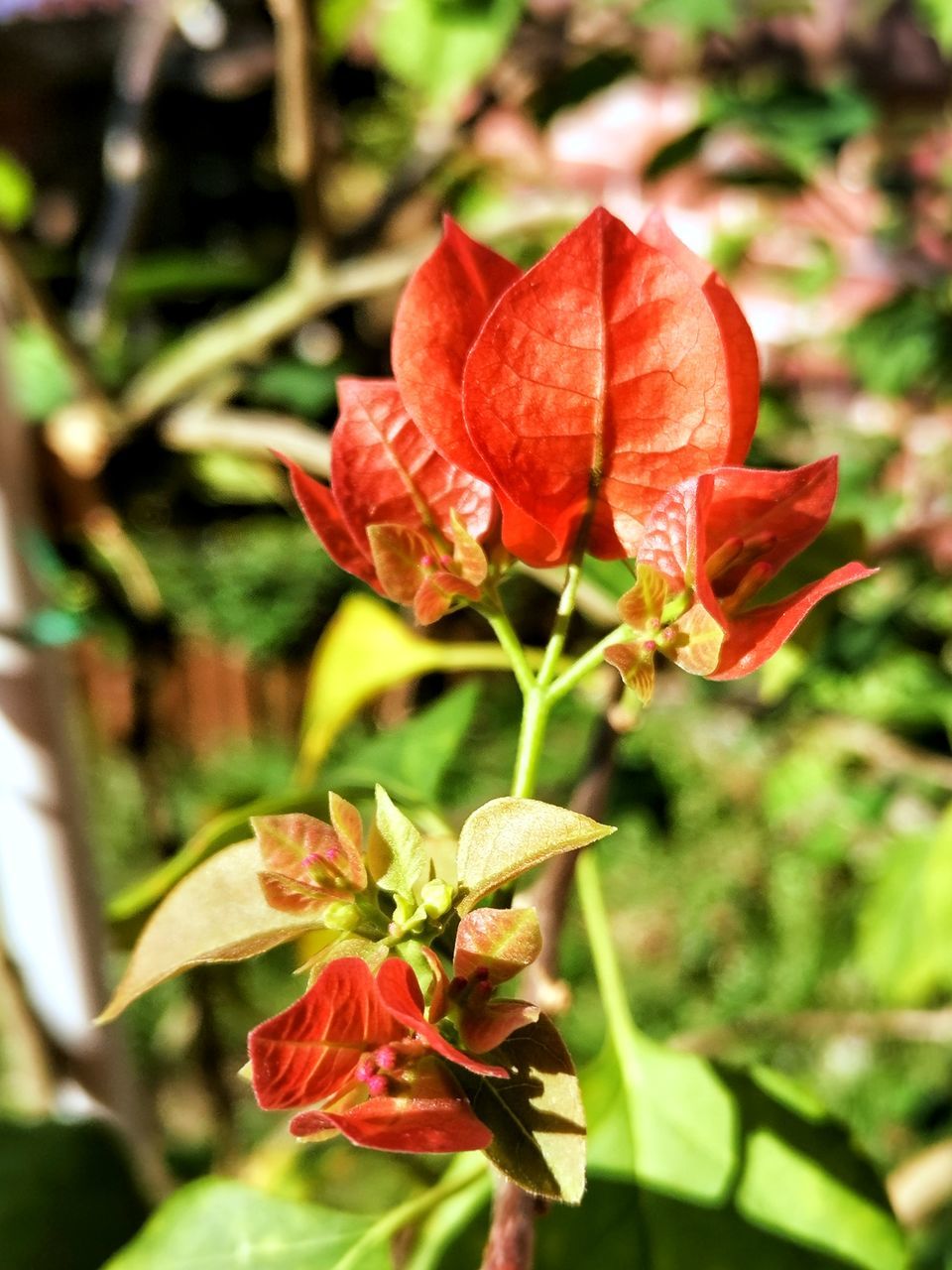 plant, flower, flowering plant, beauty in nature, nature, growth, close-up, freshness, fragility, petal, plant part, flower head, leaf, focus on foreground, red, inflorescence, no people, outdoors, day, wildflower, macro photography, rose, botany, blossom, springtime, sunlight, green