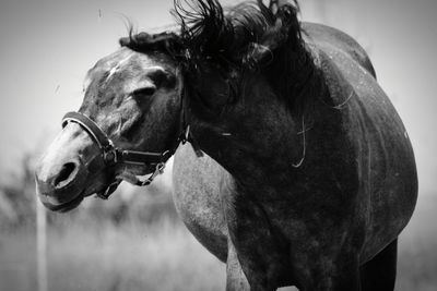 Close-up of horse