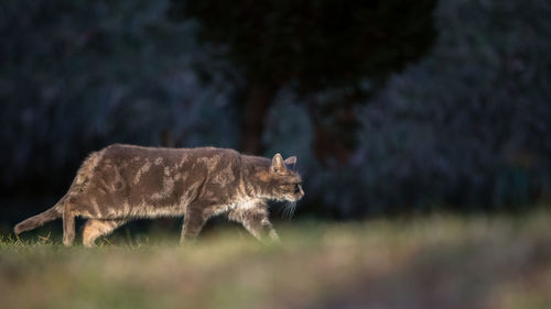 Side view of a cat on field