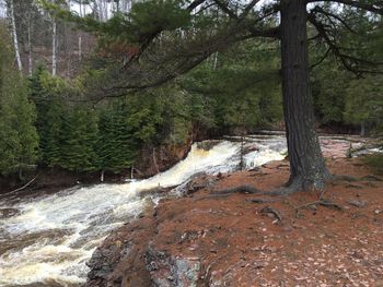 Scenic view of stream flowing through forest