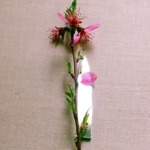 Close-up of pink flowering plant in vase