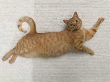 High angle view of cat lying down