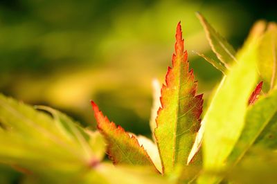 Close-up of leaves against blurred background