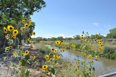 Yellow flowering plants by water against sky