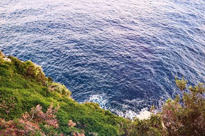 High angle view of plants by sea