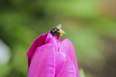 Close-up of bumblebee on pink flower