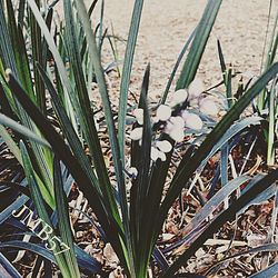 Close-up of plants