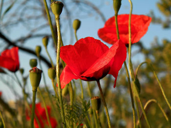 Close-up of red poppy blooming outdoors