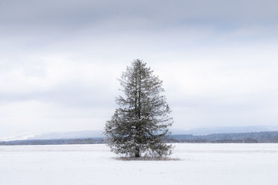 Isolated coniferous tree in winter landscape, slovakia, europe