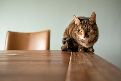 Cat sitting on wooden table