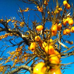 Low angle view of tree against blue sky