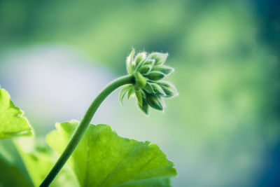 Close-up of flower blooming outdoors