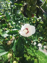 Close-up of white flower blooming on tree