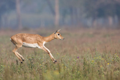 Side view of deer running on field