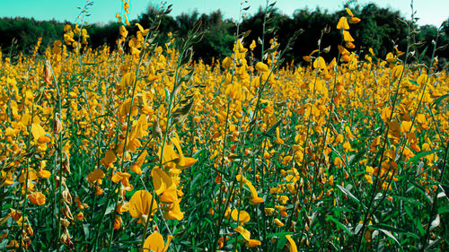 Close-up of yellow flowering plants on field