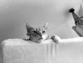 Portrait of cat resting on floor