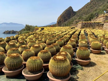 Cactus growing on field against sky