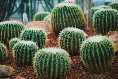 Close-up of cactus growing on field